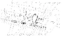 rulment capello.webp
