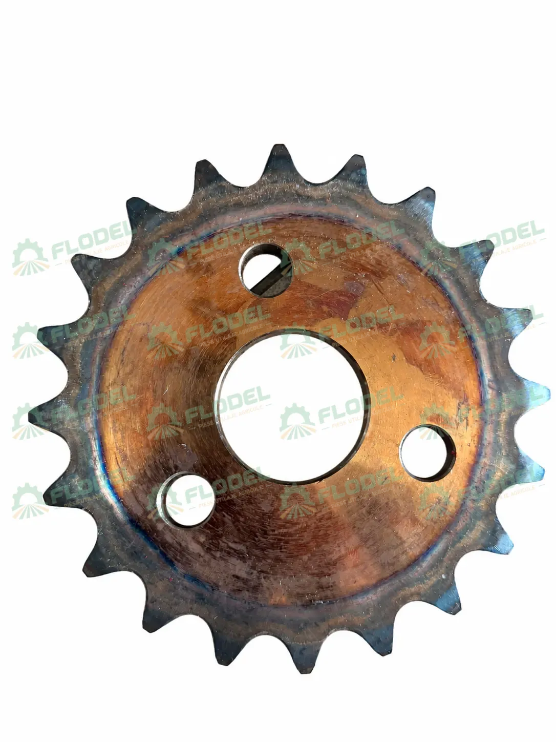 pinion z20 capello verso.webp